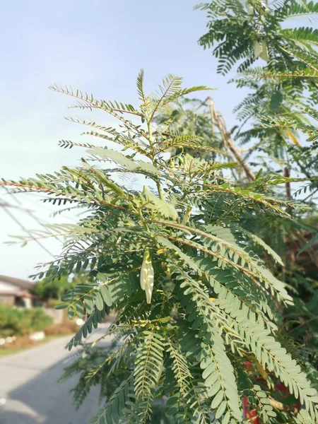 Sesbania Grandiflora Planta Erva Medicinal — Fotografia de Stock