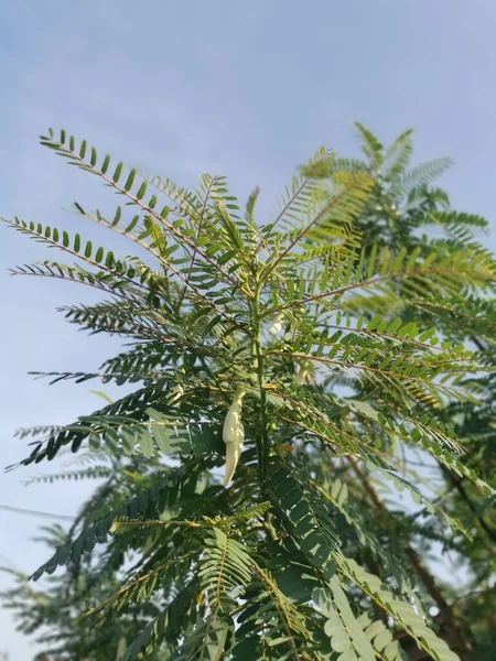 Sesbania Grandiflora Medical Herb Plant — Stock Photo, Image