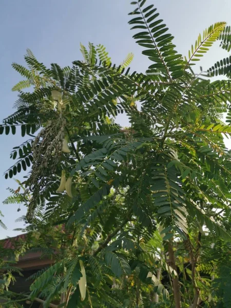 Sesbania Grandiflora Medical Herb Plant — Stock Photo, Image