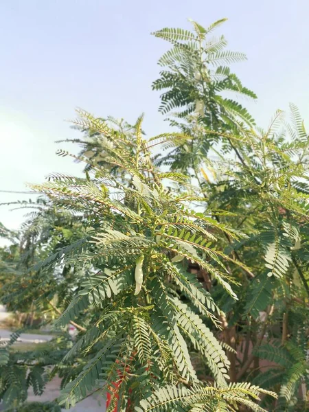 sesbania grandiflora medical herb plant