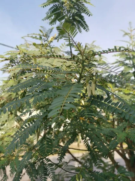 Planta Hierbas Medicinales Sesbania Grandiflora — Foto de Stock