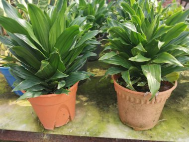 green leafly dracaena compacta houseplant clipart