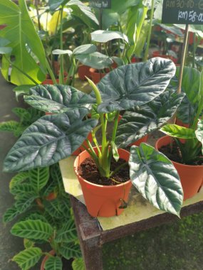 alocasia ayna ev bitkisi görüntüsü