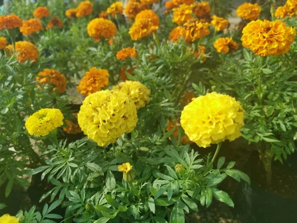 Belo Monte Tagetes Flores Calêndulas — Fotografia de Stock