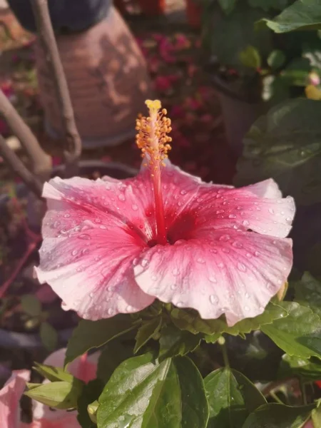 Bela Planta Sala Violeta Hibisco Rosa Sinensia — Fotografia de Stock