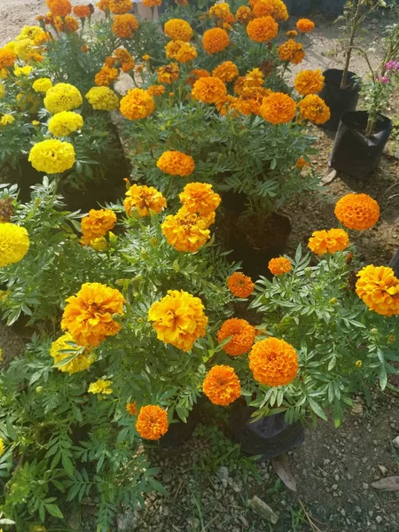 Hermoso Ramo Flores Caléndula Tagetes —  Fotos de Stock
