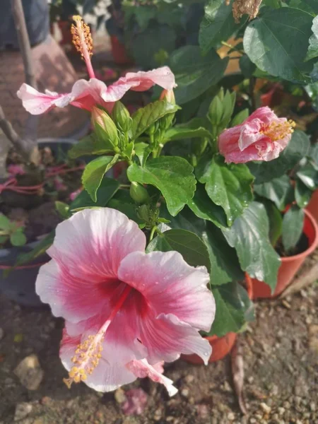 Piękny Fioletowy Hibiskus Rosa Sinensia Houseplant — Zdjęcie stockowe