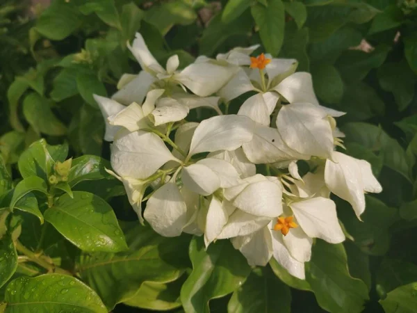 Colorido Viudas Hojas Ricas Árbol Flores —  Fotos de Stock