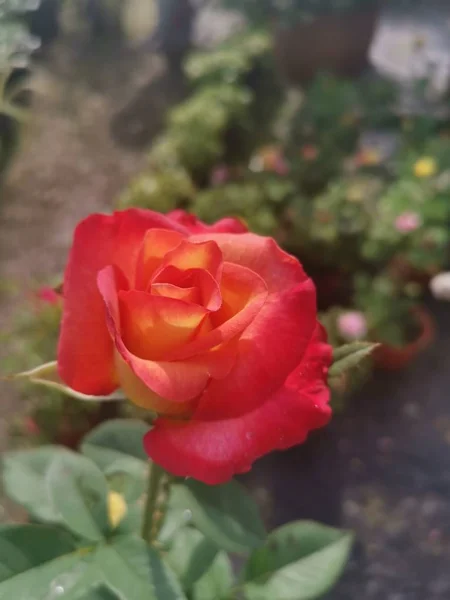 Mage Beautiful Red Rose Flower — 스톡 사진