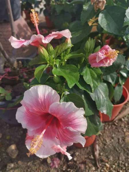 Bela Planta Sala Violeta Hibisco Rosa Sinensia — Fotografia de Stock