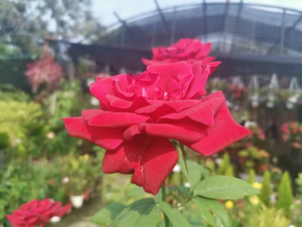 Mago Bela Flor Rosa Vermelha — Fotografia de Stock