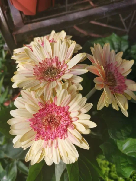 Bir Demet Renkli Papatya Çiçeği — Stok fotoğraf