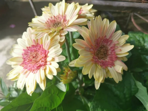 Vackra Gäng Färgglada Tusensköna Blommor — Stockfoto