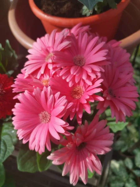 Gyönyörű Csokor Színes Százszorszép Virág — Stock Fotó