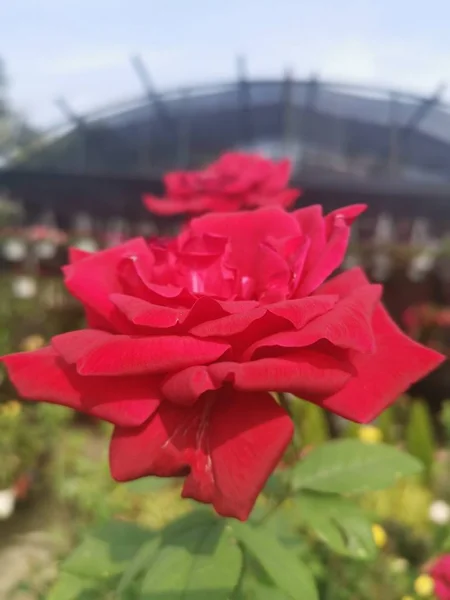Mago Bel Fiore Rosa Rossa — Foto Stock