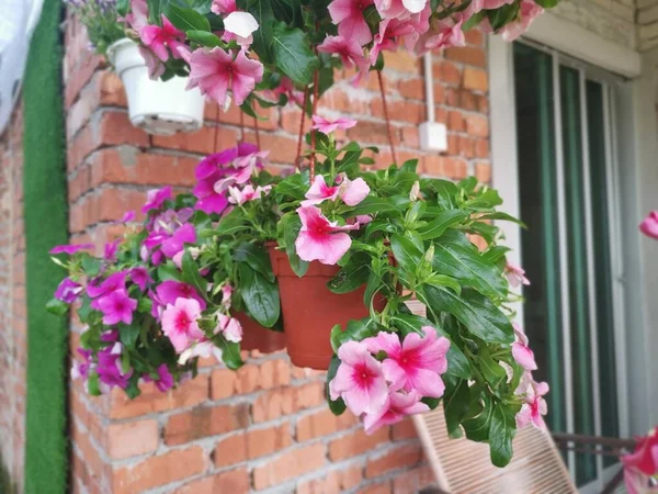 Mooie Opknoping Potten Van Kleurrijke Petunia Bloem — Stockfoto