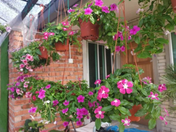 Hermosas Ollas Colgantes Flores Petunia Coloridas —  Fotos de Stock