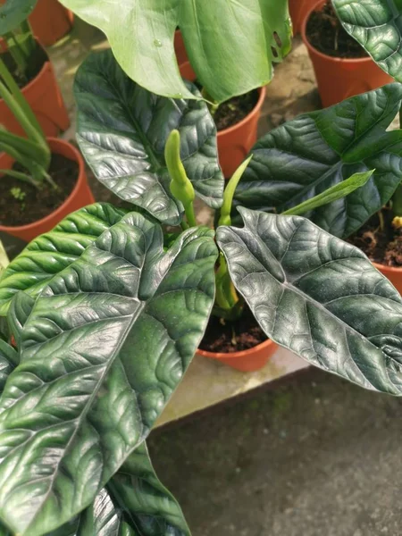 Wyświetlanie Alocasia Lustro Houseplant — Zdjęcie stockowe