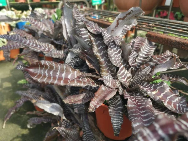 Exhibición Planta Interior Cryptanthus Frondosa — Foto de Stock