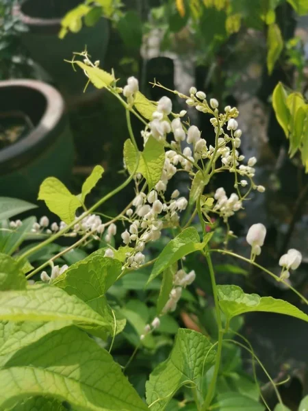 Planta Flor Blanca Corazón Sangrante — Foto de Stock