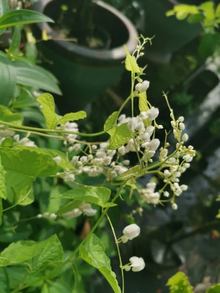 Beyaz Kanayan Kalp Çiçeği Bitkisi — Stok fotoğraf