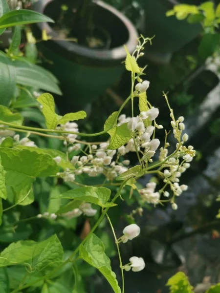 White Bleeding Heart Flower Plant — 스톡 사진