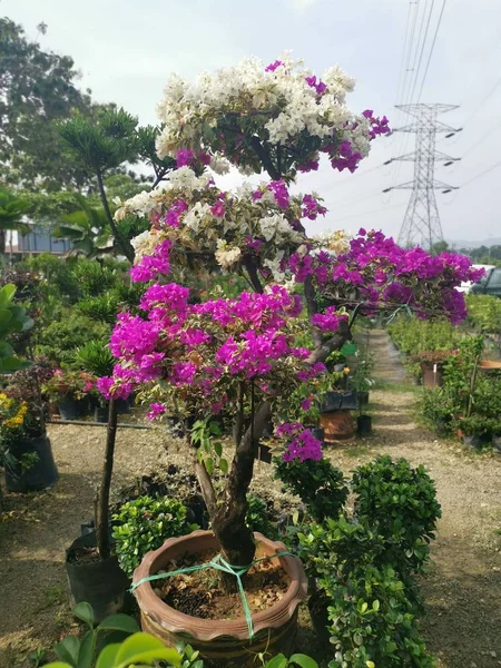 Weiße Und Rosa Farbe Bougainvillea Blumenbaum — Stockfoto