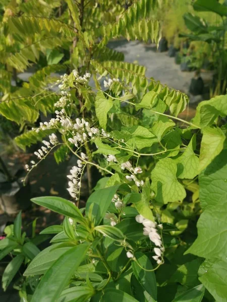 White Bleeding Heart Flower Plant — Stock Photo, Image