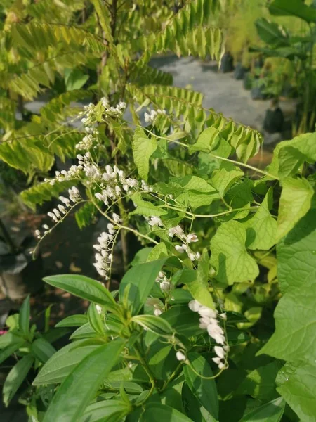 Branco Sangramento Coração Flor Planta — Fotografia de Stock