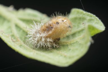 Yakın çekim ölü coccinellidae larvası 