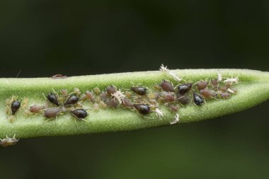 Küçük yaprak bitlerinin yakın çekimi. 
