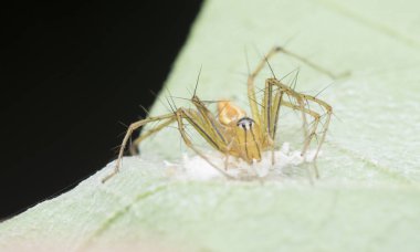 Dişi vaşak örümceğinin yakın çekimi