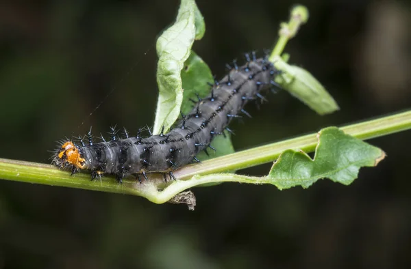 Close Shot Pansy Caterpillar — 스톡 사진