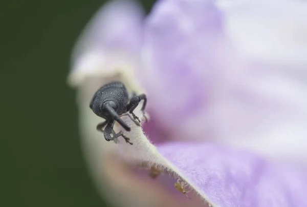 Tiro Cercano Del Gorgojo Vid Negro — Foto de Stock