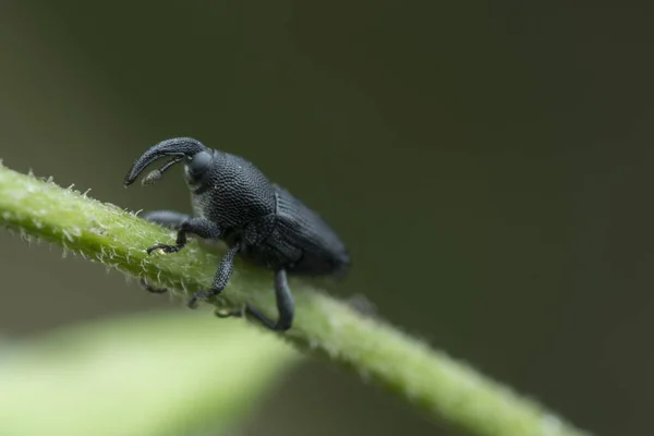 Close Shot Black Vine Weevil — Stock Photo, Image