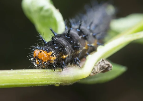 Close Shot Pansy Caterpillar — 스톡 사진