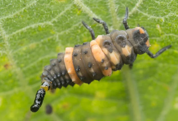 Close Shot Coccinellidae Fezes — Fotografia de Stock