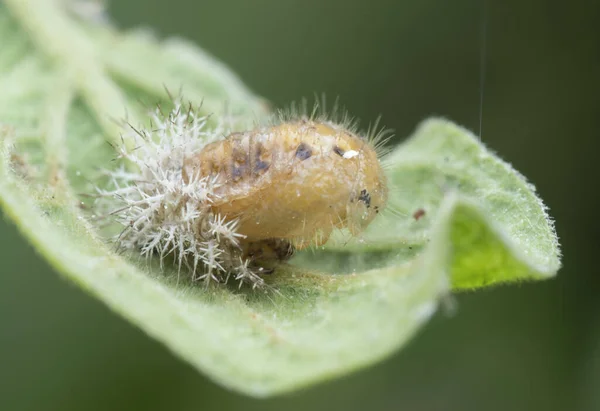 Disparo Cercano Larva Coccinelidos Muertos —  Fotos de Stock