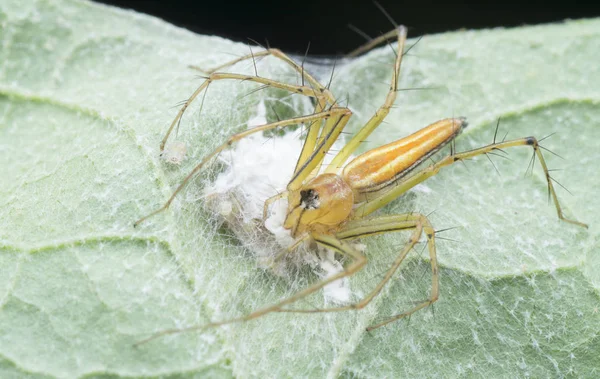 Tiro Perto Aranha Lince Fêmea — Fotografia de Stock