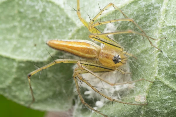 Tiro Perto Aranha Lince Fêmea — Fotografia de Stock