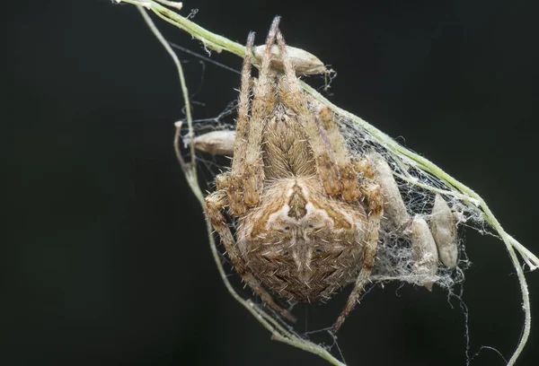 Zblízka Záběr Pavouka Gibbaranea Bituberculata — Stock fotografie