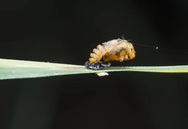 Disparo Cercano Larva Coccinellidae —  Fotos de Stock
