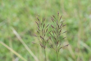 Yakın plan yabani krisopogon aciculatus otu.