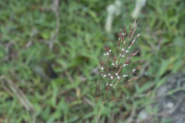 Yakın plan yabani krisopogon aciculatus otu.