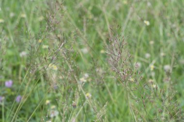 Yakın plan yabani krisopogon aciculatus otu.