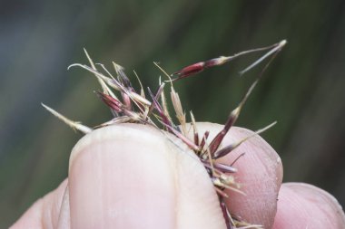 Krisopogon aciculatus otu ya da elde tohum.