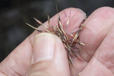 Krisopogon aciculatus otu ya da elde tohum.