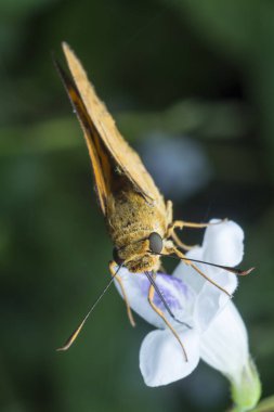 Delaware Skipper ot çiçeğine yakın çekim