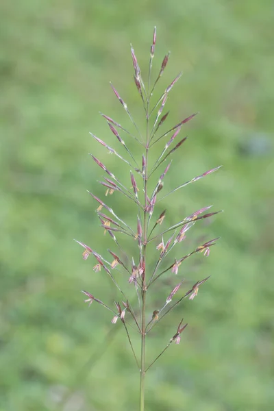 Zblízka Záběr Divoké Chrysopogon Aciculatus Trávy — Stock fotografie