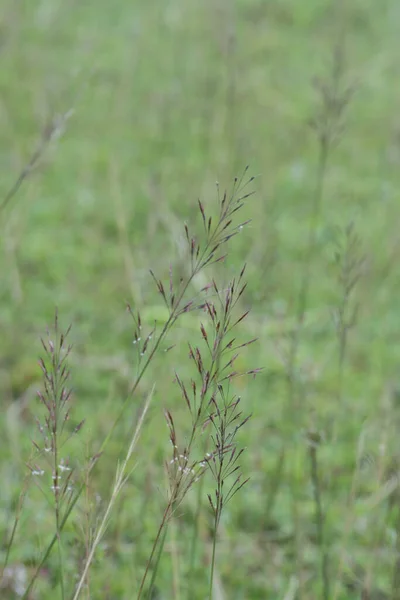 Κοντινή Λήψη Άγριου Χρυσοπογόνου Aciculatus Grass — Φωτογραφία Αρχείου